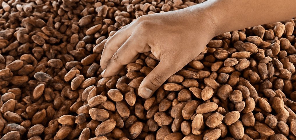 De boer toont trots zijn cacaobonen