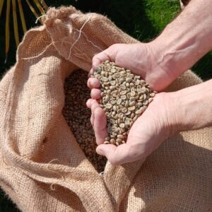 100% Arabica koffiebonen uit Cajamarca, Peru