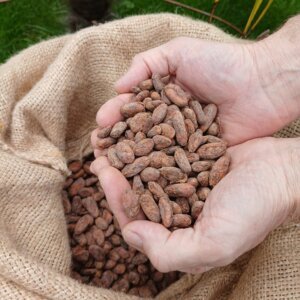 Hoge kwaliteit Criollo Cacaobonen uit Bagua, Peru